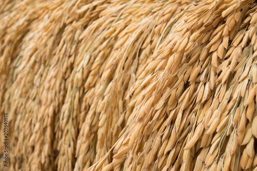 rice grain,rice paddy background,Close up
