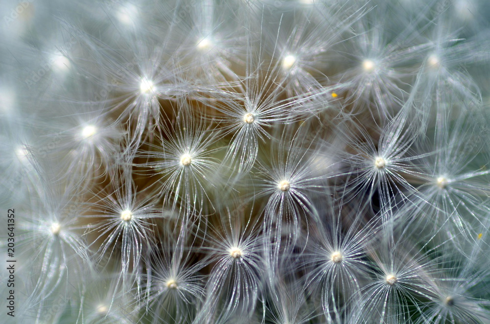 Fototapeta premium Samen einer Pusteblume