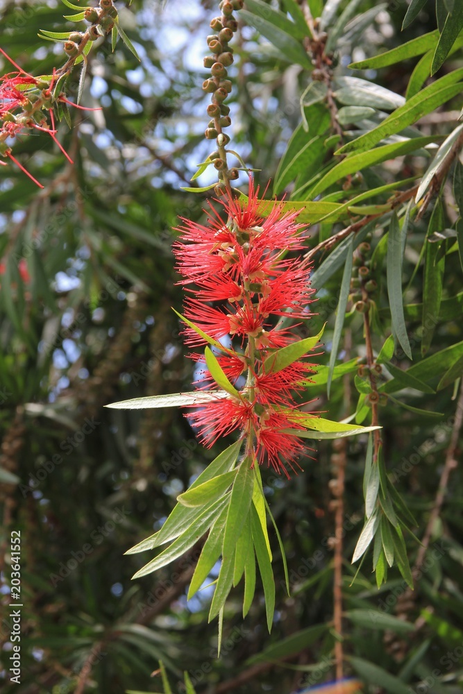 Flower of a red bottle brush tree seen in Pokara, Nepal. Flower of a red bottle brush tree seen in Pokara, Nepal.