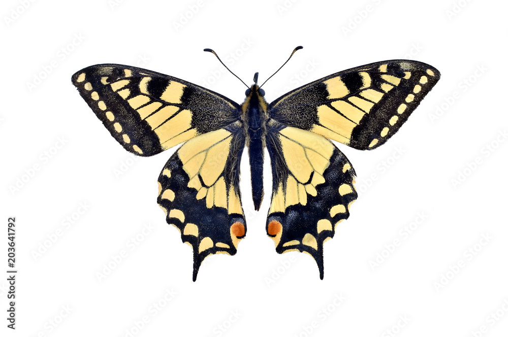 Fototapeta premium Stary świat swallowtail motyl (Papilio Machaon), na białym tle