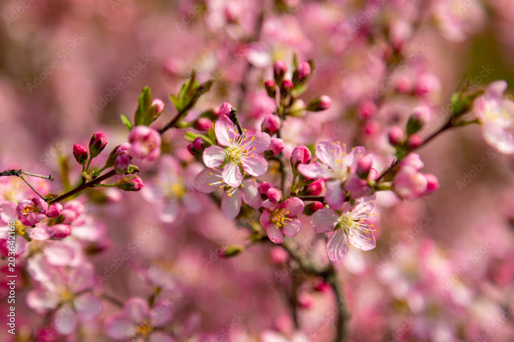 Red cherry blossoms 