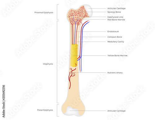 bone structure anatomy for science and education . vector illustration .  human bone Stock Vector