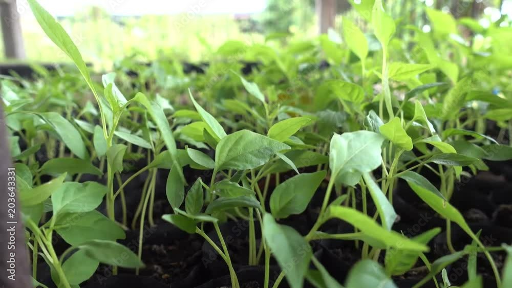 Basil seedlings in black bag