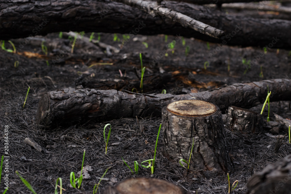 New life grass after forest fire. Burnt pine trees New life grass after forest fire. Burnt pine trees