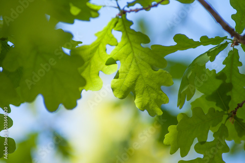 closeup of sunlight in oak leaves