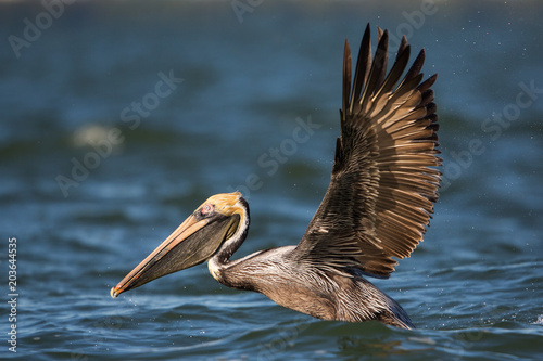 Brown pelican with spread wings (Pelecanus occidentalis), Estero Lagoon, Florida