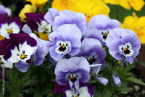 A beautfiul blue and white pansy with green leaves © Fauren