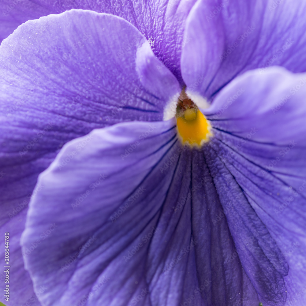 Flor de pensamiento, (viola) de color violeta. Stock Photo | Adobe Stock