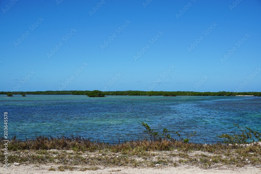 Mangroven Wälder im Meer auf Kuba, Cayo Coco