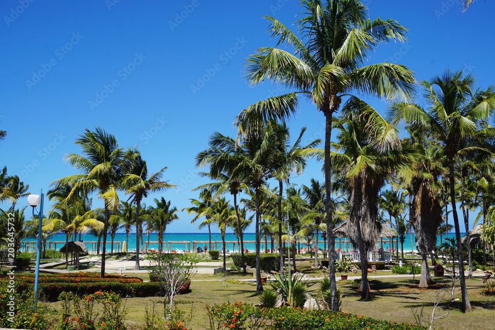 Palmen auf Cayo Coco, Kuba