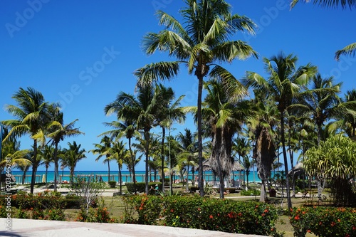 Palmen auf Cayo Coco, Kuba