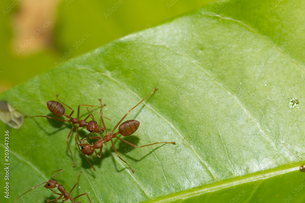 Red ant,Weaver Ants (Oecophylla smaragdina),Action of ant, ant standing Red ant,Weaver Ants (Oecophylla smaragdina),Action of ant, ant standing