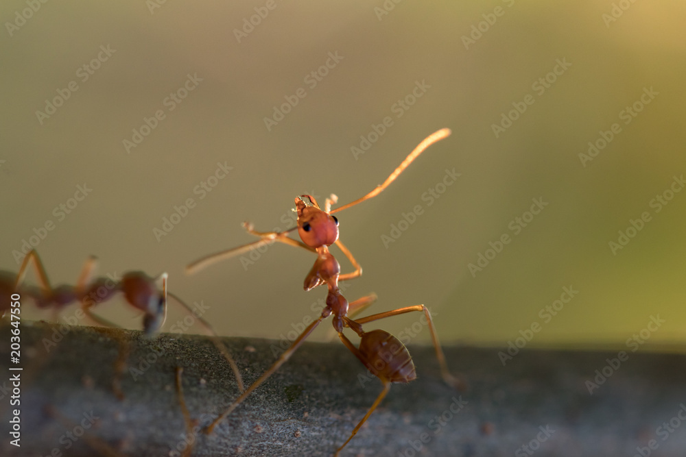 custom made wallpaper toronto digitalRed ant,Weaver Ants (Oecophylla smaragdina),Action of ant, ant standing