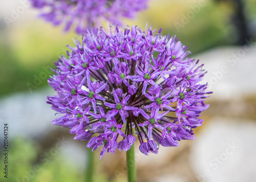 Riesen-Lauch Allium giganteum