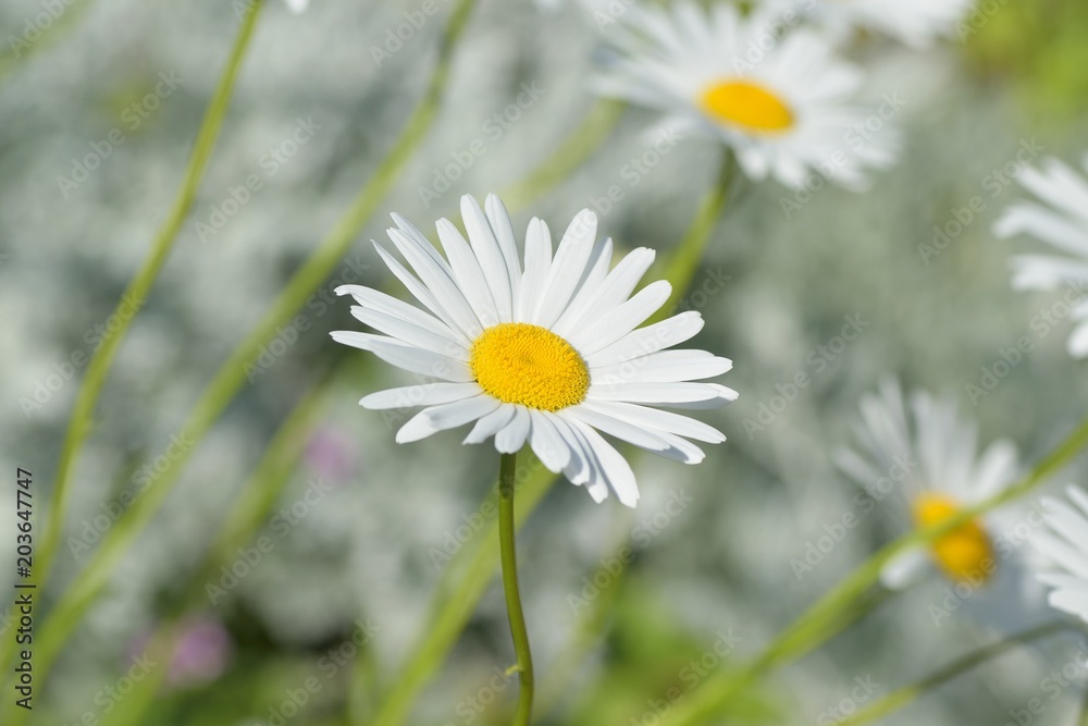 Macro texture of white colored Daisy flower in spring garden