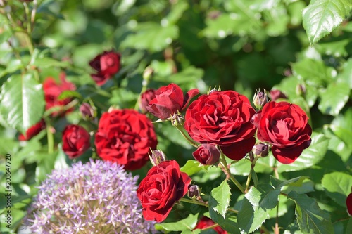 Macro details of vibrant red Rose flowers in garden