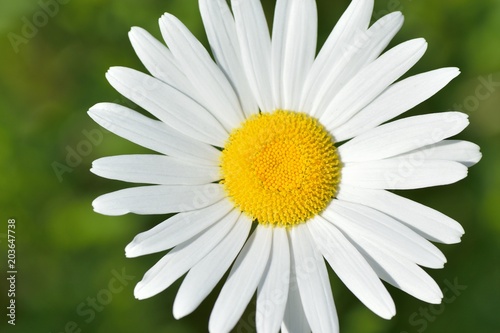Macro texture of white colored Daisy flower in spring garden