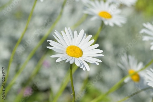 Macro texture of white colored Daisy flower in spring garden © shubhashish5
