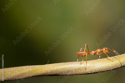 Red ant,Weaver Ants (Oecophylla smaragdina),Action of ant, ant standing