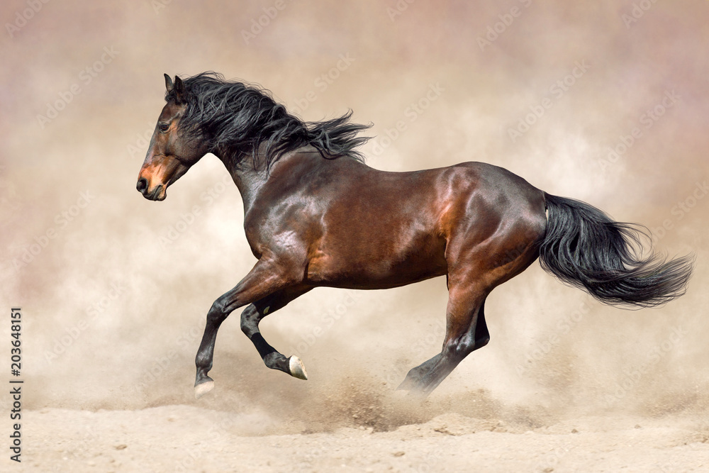 Bay horse run free in sand Bay horse run free in sand
