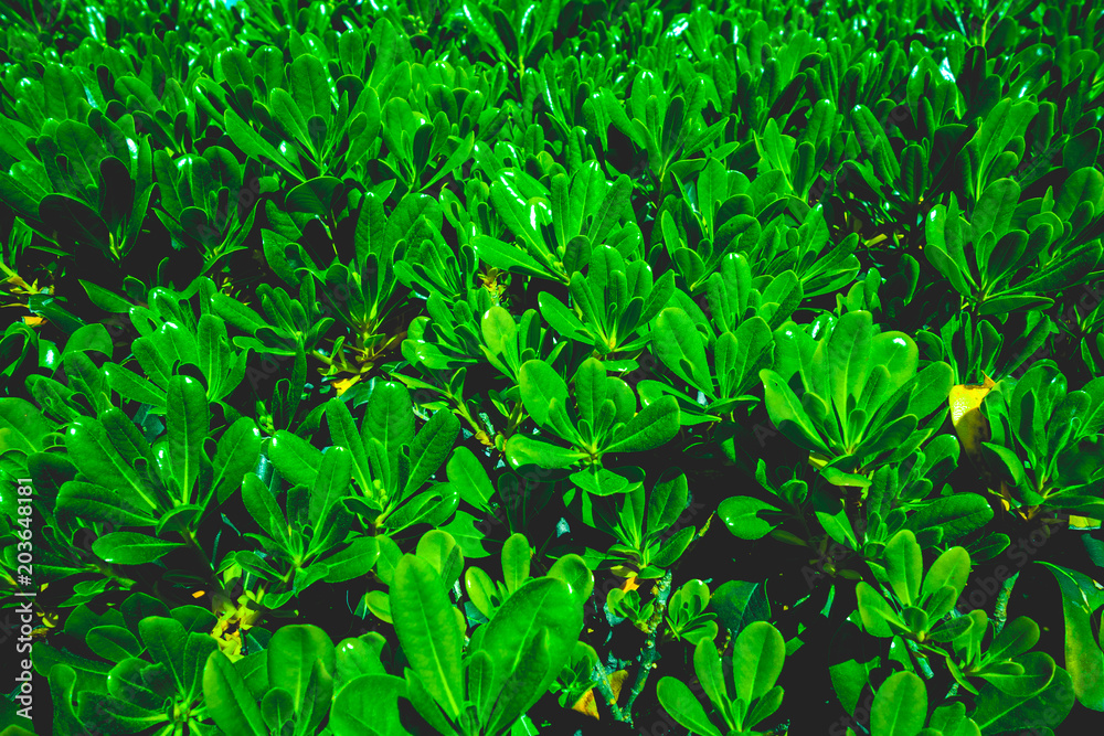 Obraz premium green plants texture with small leafs