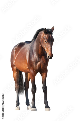 Bay horse standing isolated on white background