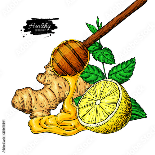 Honey, ginger, lemon and mint vector drawing. Wooden spoon, honey drop, hearb