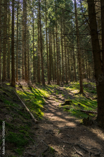 Wald im Gebirge, Schmaler Pfad durch den Harz