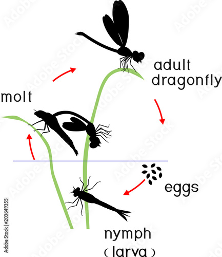 Life cycle of dragonfly. Sequence of stages of development of dragonfly from egg to adult insect photo