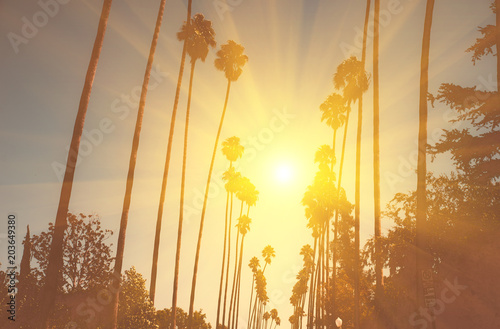 Palm trees in Beverly hills