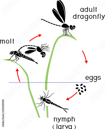 Life cycle of dragonfly. Sequence of stages of development of dragonfly from egg to adult insect photo