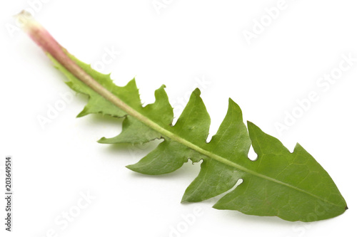 Medicinal dandelion leaf