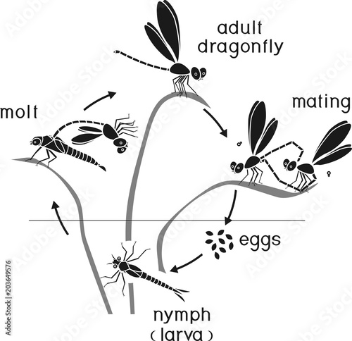 Life cycle of dragonfly. Sequence of stages of development of dragonfly from egg to adult insect photo