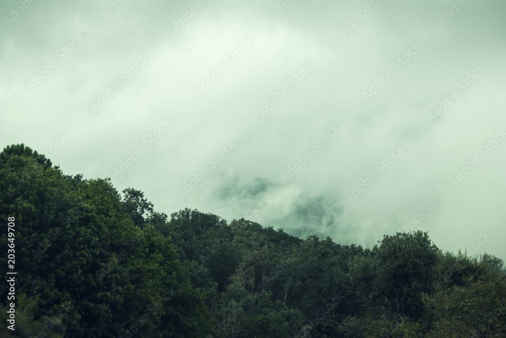 Forest in the mountains covered by dense fog and clouds Forest in the mountains covered by dense fog and clouds