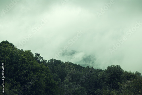 Forest in the mountains covered by dense fog and clouds