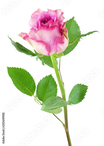 Beautiful Roses (Rosaceae) isolated on white background, including clipping path. Germany