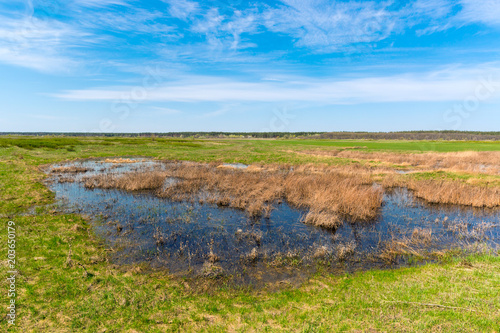 spring flooded meadow