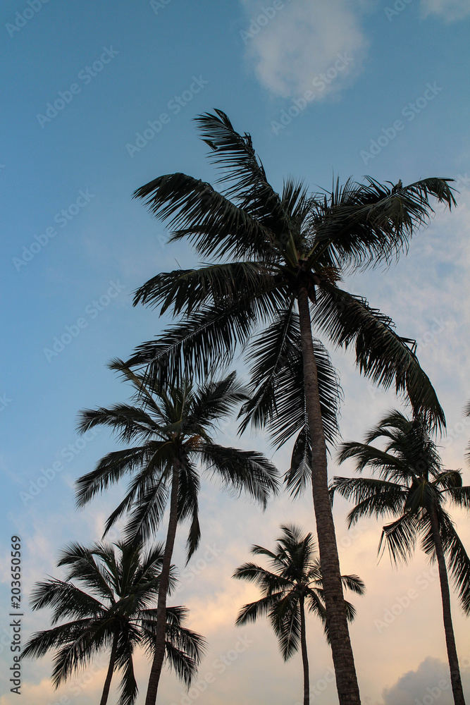 Palmen Abenddämmerung 