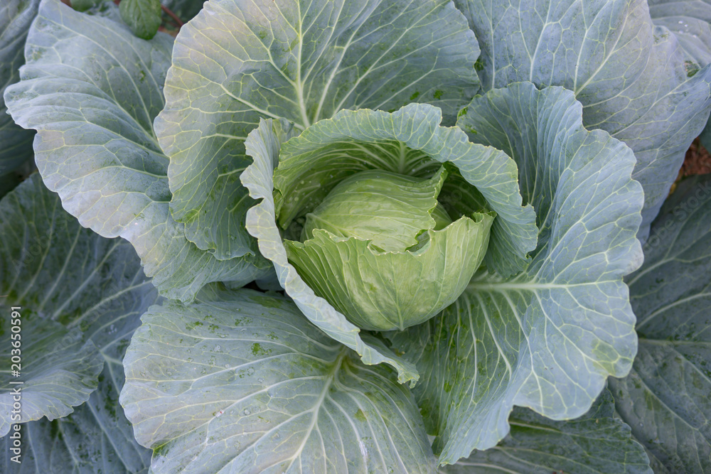 Obraz premium cabbage in the garden