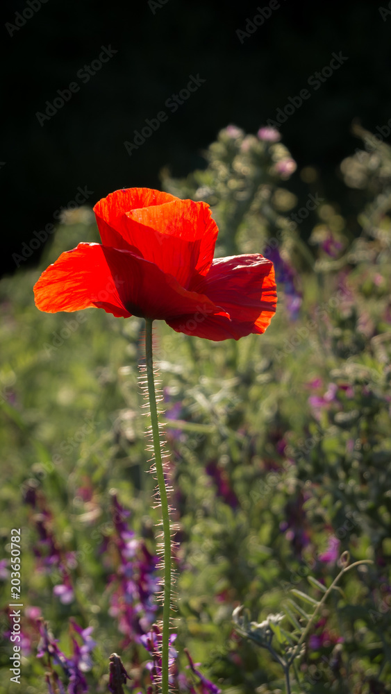 Obraz premium Red poppy