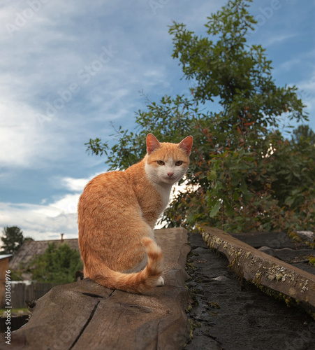 one red-white cat on the roof of a barn on the background of village and the blue cloudy sky