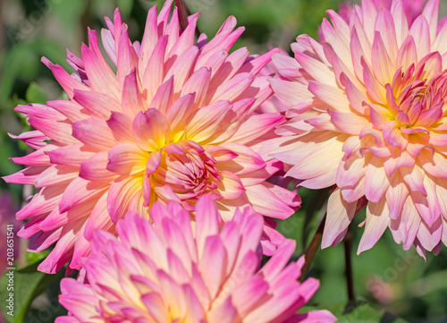 Fototapeta Naklejka Na Ścianę i Meble -  Dahlien, Dahlias