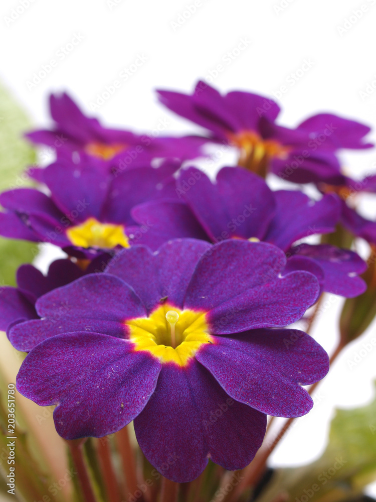 Flower primula Flower primula