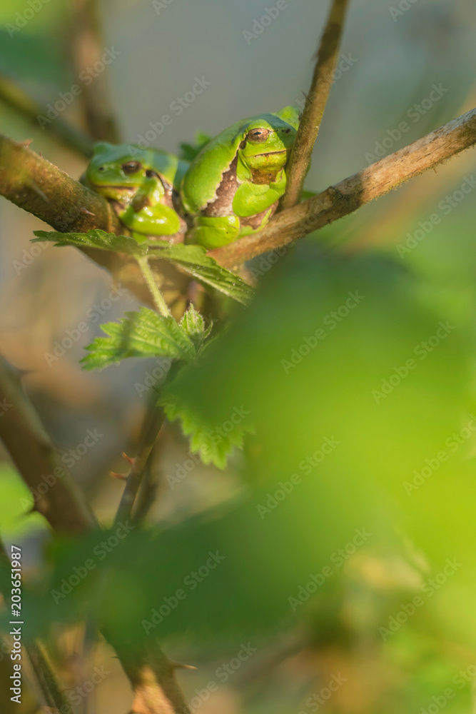 Two european tree frogs (Hyla arborea) in sunlight on branch of blackberry bush. Two european tree frogs (Hyla arborea) in sunlight on branch of blackberry bush.