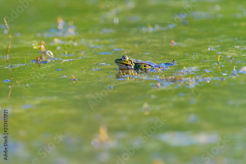 Pool frog (Pelophylax lessonae) in green colored water. Side view.