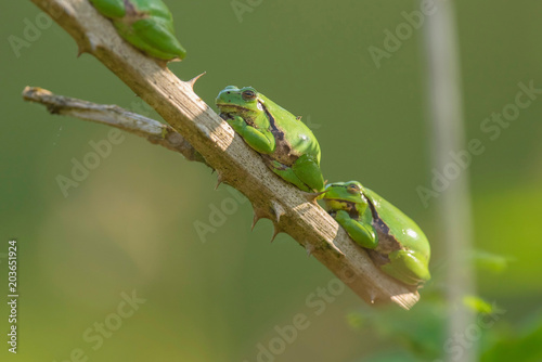 Three european tree frogs (Hyla arborea) on stem of blackberry bush.