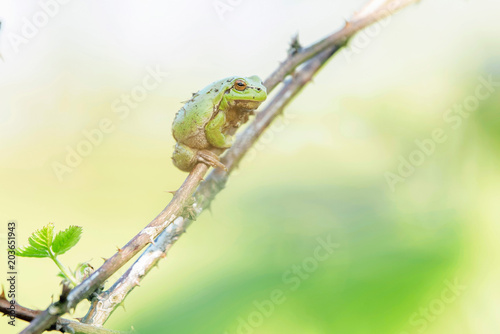 European tree frog (Hyla arborea) on stem of blackberry bush.