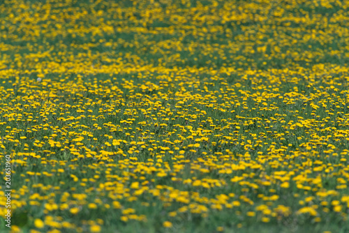 Fototapeta Naklejka Na Ścianę i Meble -  Meadow covered in common dandelions (Taraxacum officinale) during spring.