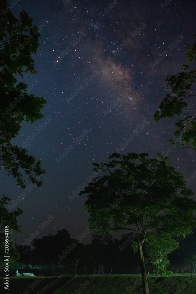 Fototapeta premium The milky way galaxy with trees foreground in the night sky.