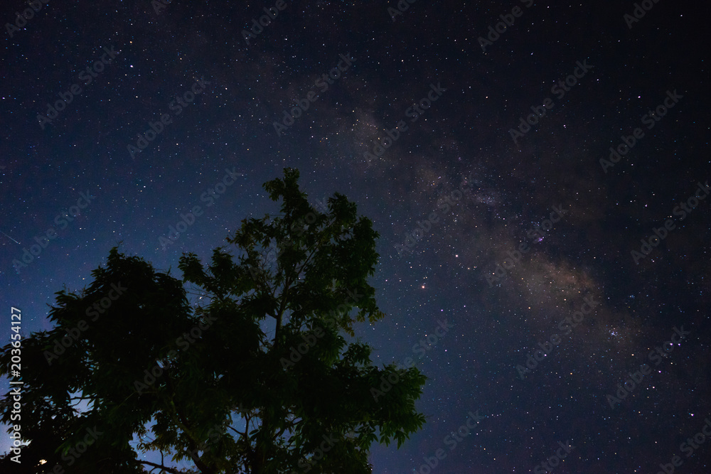 The milky way galaxy with trees foreground in the night sky.